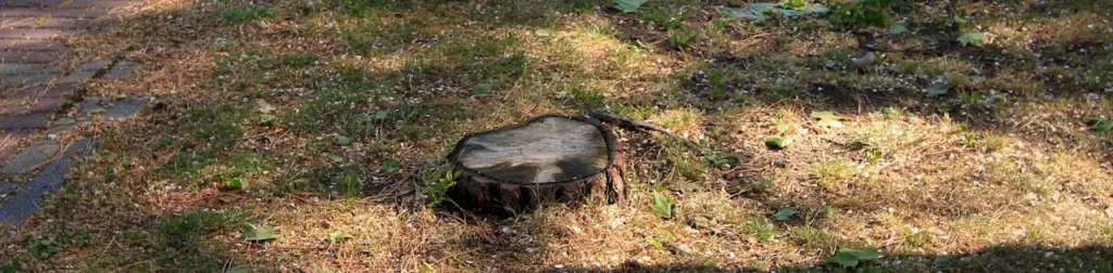 Aerial view of a felled tree trunk with scattered grass around it, taken prior to the art installation.