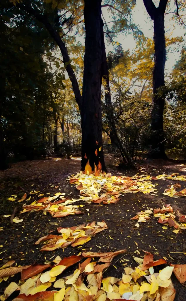 It shows colorful leaves from trees on the ground grouped together to look like flames of fire, representing forest fires.