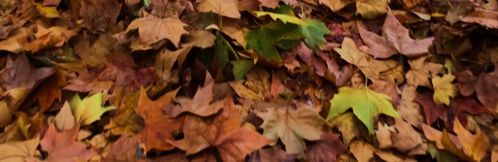 It shows colorful leaves from trees on the ground.