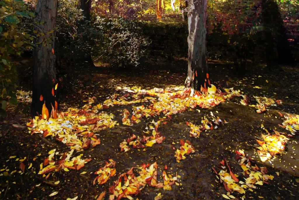 It shows colorful leaves from trees on the ground grouped together to look like flames of fire, representing forest fires.