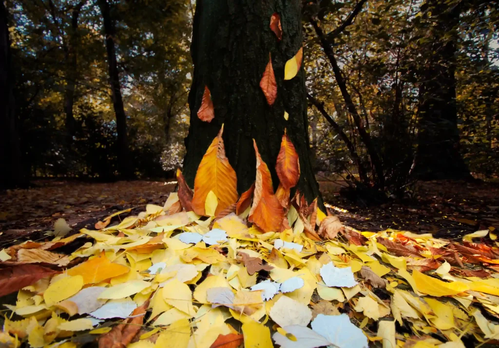 It shows colorful leaves from trees on the ground grouped together to look like flames of fire, representing forest fires.