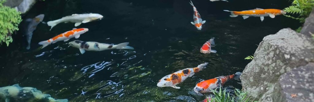 Image of koi fish swimming in a pond