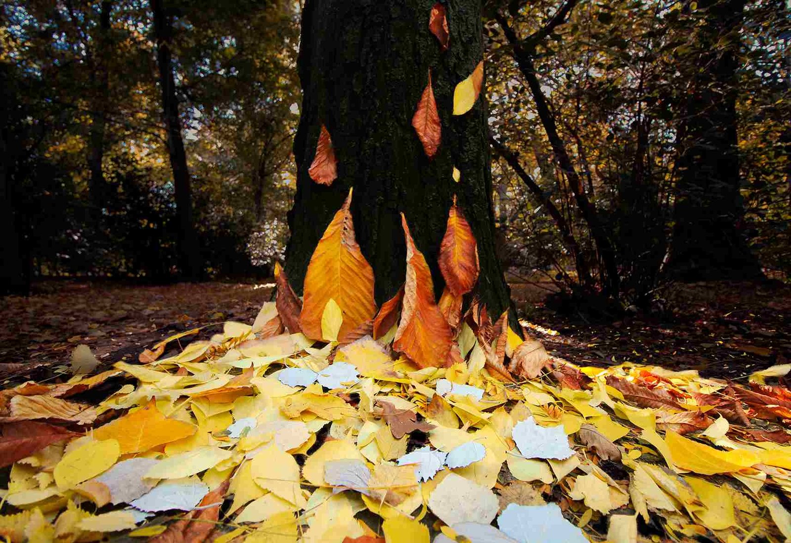 Street_Art_Rebornh_by_HONCE It shows colorful leaves from trees on the ground grouped together to look like flames of fire, representing forest fires.